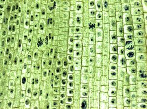 Mikroskopski snimak ćelije korena biljke 